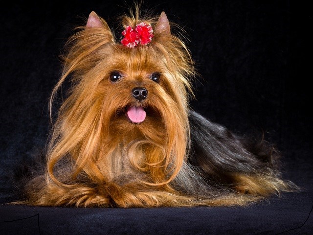 Yorkshire Terrier thumbnail